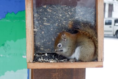 Squirrel feeding seeds clipart