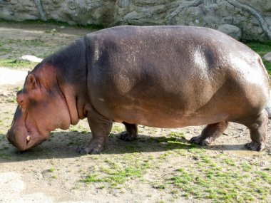 su aygırı amphibius