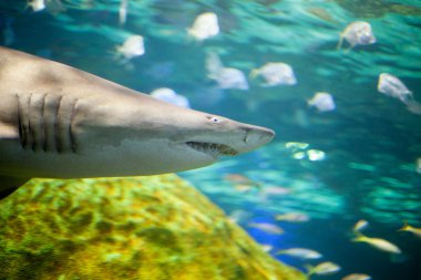 bir akvaryum köpek balığı