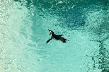 siyah penguin