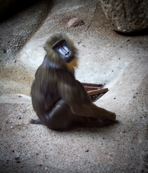Śmieszne małpy — Zdjęcie stockowe