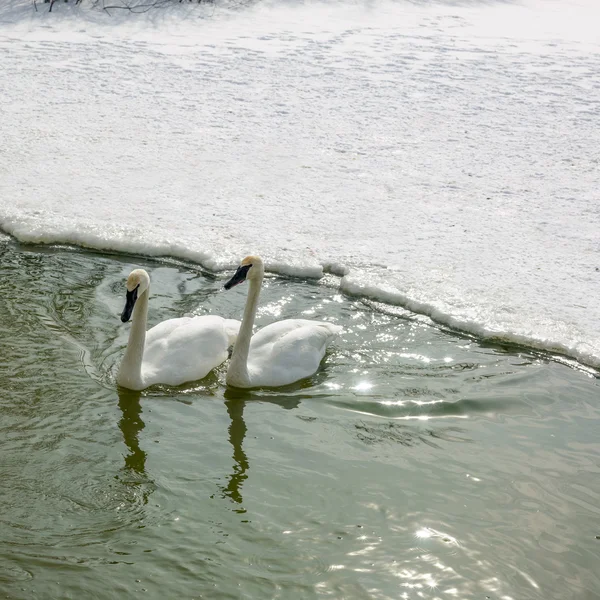 Anatre bianche — Foto Stock