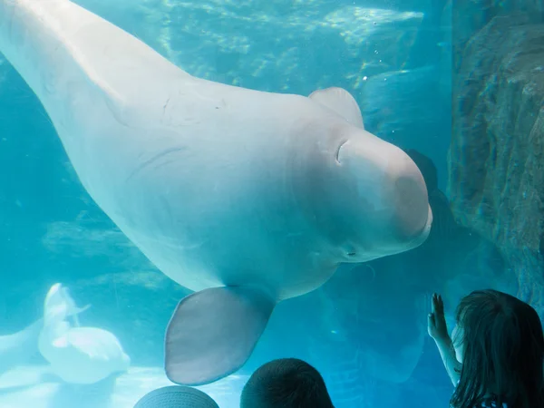 Balena beluga — Foto Stock