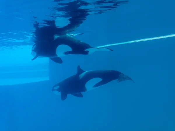 Killer whales — Stock Photo, Image