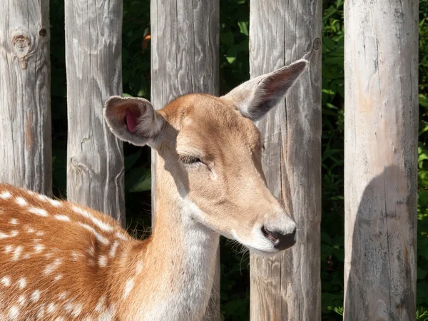 Young deer — Stock Photo, Image