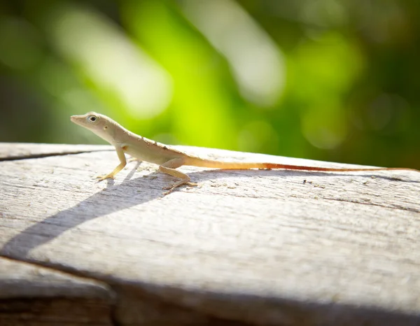 Lagarto pequeño —  Fotos de Stock