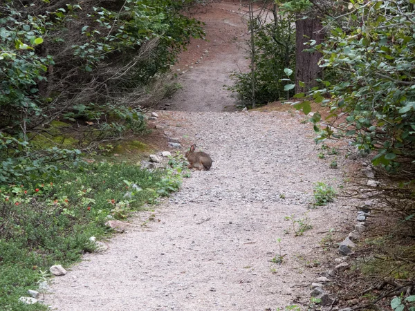 Kanin i en skog — Stockfoto