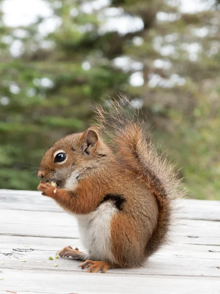 Eichhörnchenfütterung — Stockfoto
