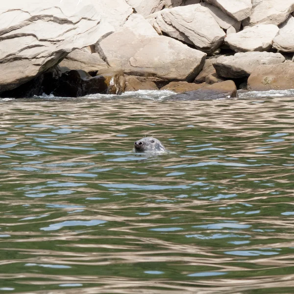 Seelöwe — Stockfoto