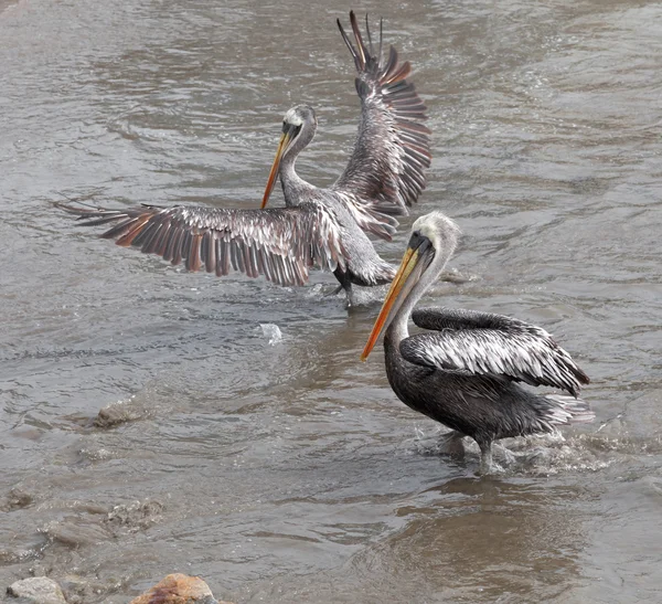 Pelicans on beach — Stock Photo, Image