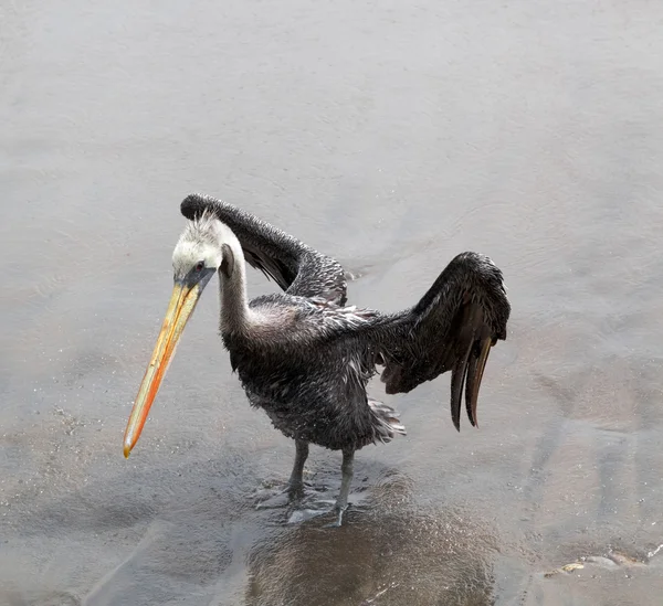 Pelican on beach — Stock Photo, Image