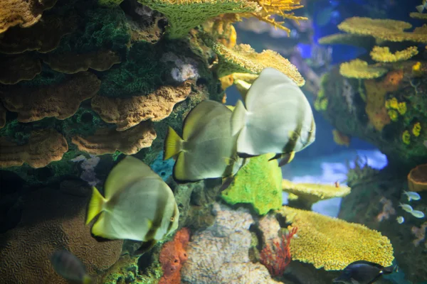 Renkli balıklar — Stok fotoğraf