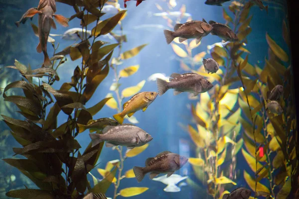 Vissen in een aquarium — Stockfoto