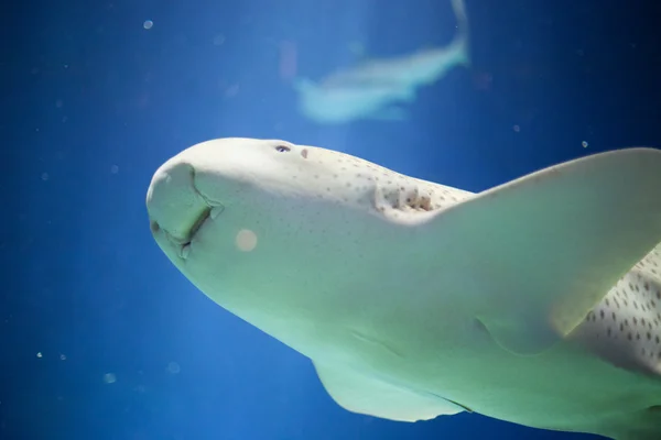 斑马鲨鱼 — 图库照片