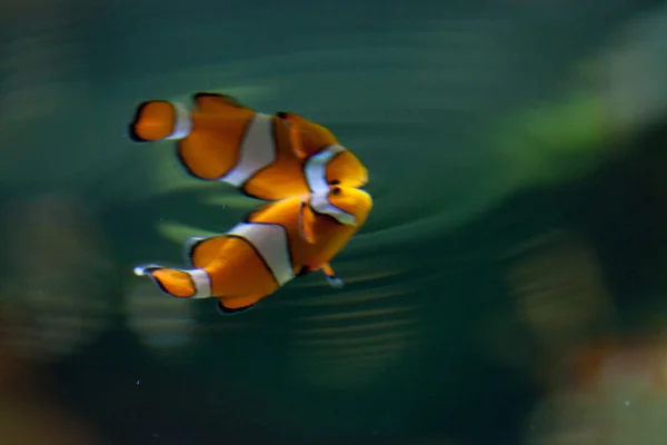 Cute Clownfish — Stock Photo, Image