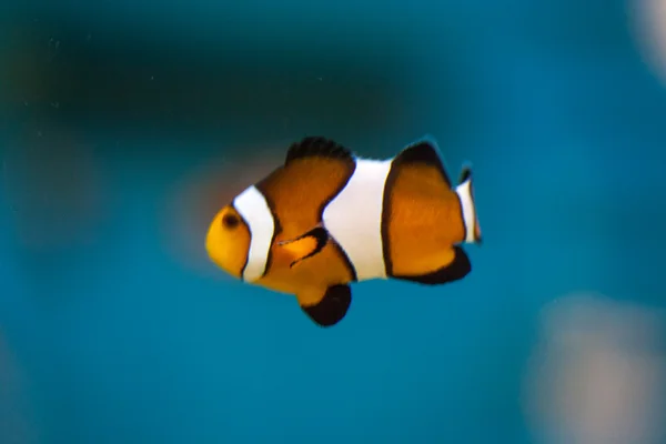 Colored Clownfish — Stock Photo, Image