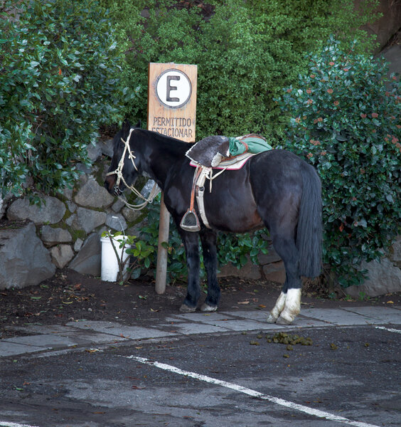 Horse near parking sign