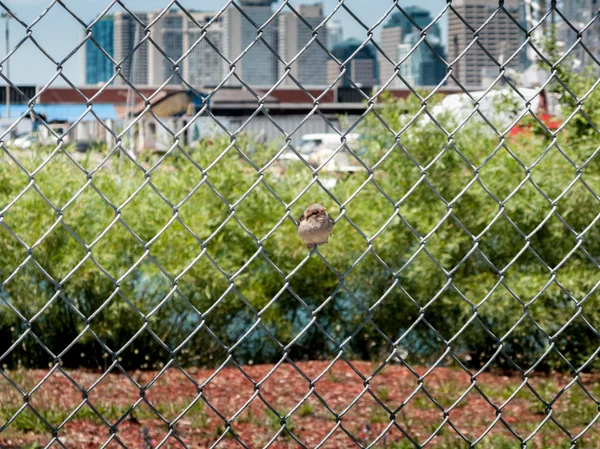 Perchoirs d'oiseaux dans la clôture — Photo