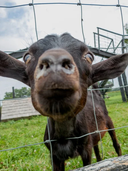 Calf in a barn — Stock Photo, Image