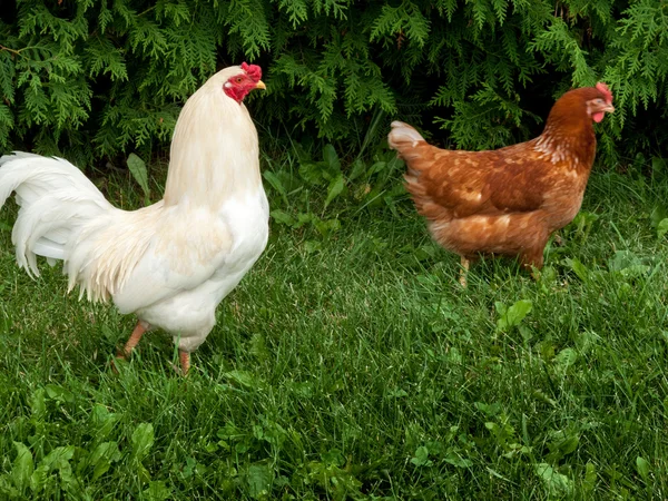 Gallos en hierba — Foto de Stock