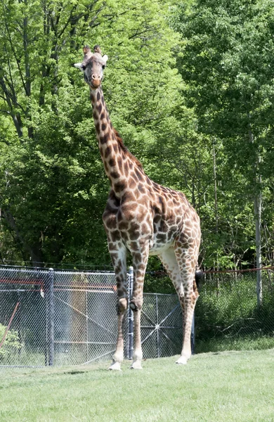 Giraffe in een weide — Stockfoto
