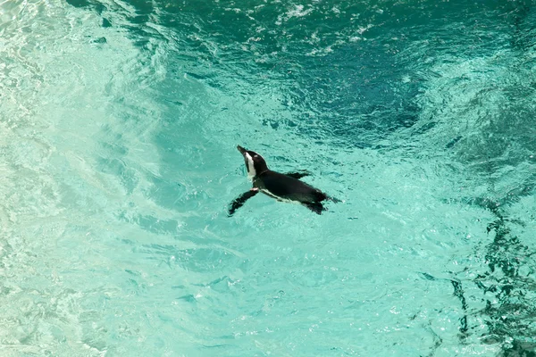 Pinguino nero — Foto Stock