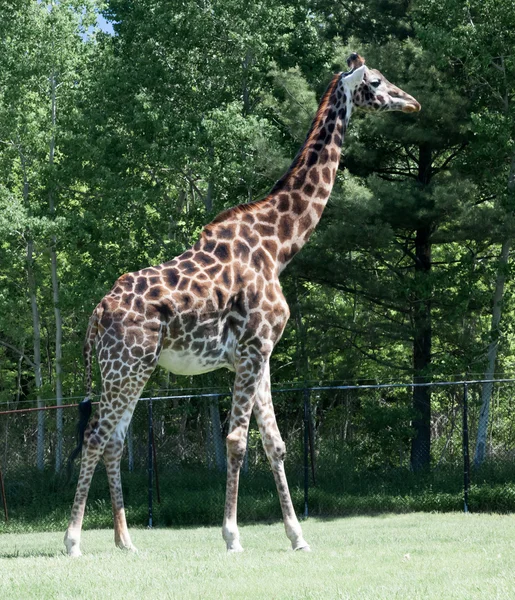 Giraffe in een weide — Stockfoto