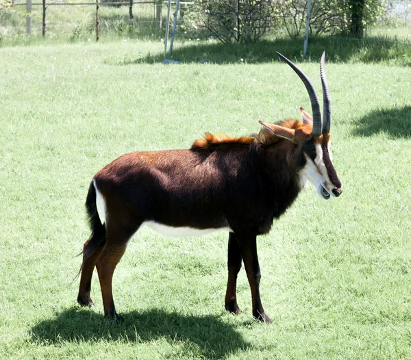 Собольская антилопа — стоковое фото
