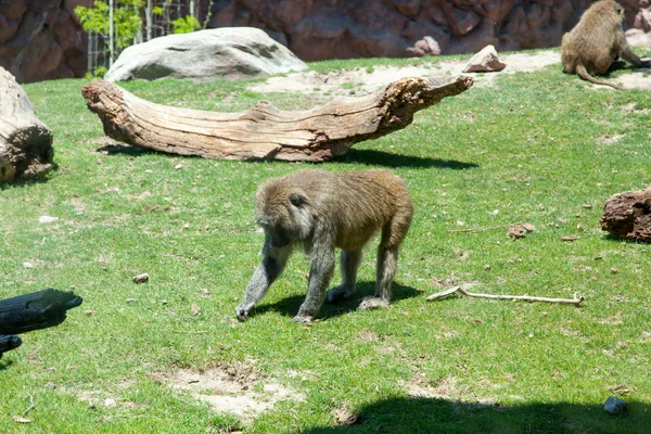 Singe dans une forêt — Photo