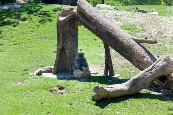 Aap in gras — Stockfoto