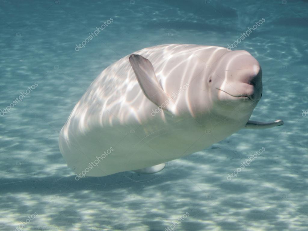 https://st.depositphotos.com/2640455/4764/i/950/depositphotos_47644873-stock-photo-beluga-whale.jpg