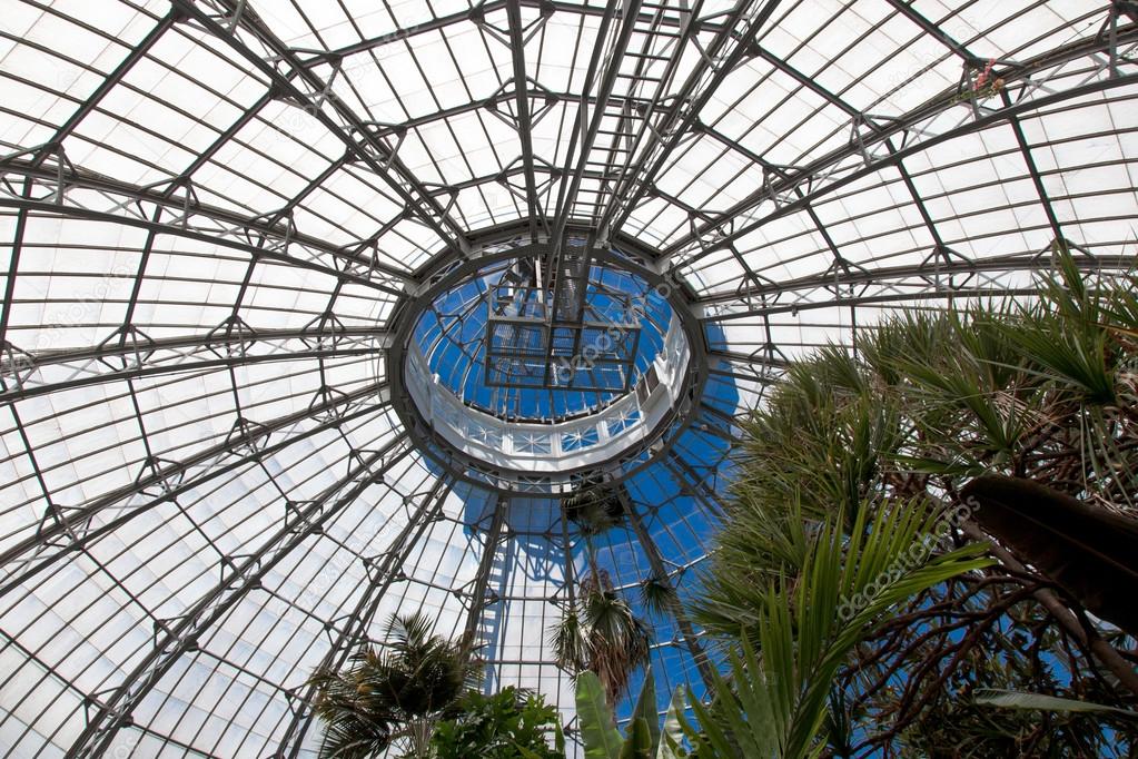 Plants in a greenhouse