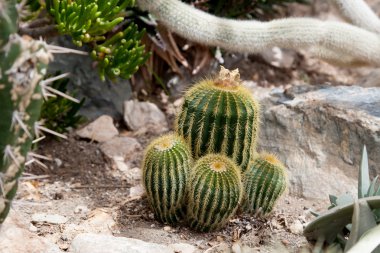 Bir seradaki kaktüs.