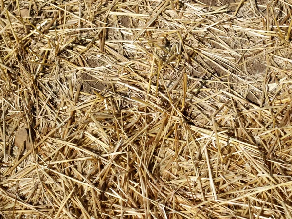 Suchej trawy — Zdjęcie stockowe