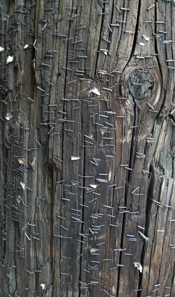 Nagels in een boom — Stockfoto