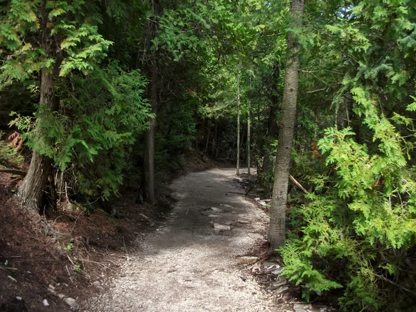 Trail door een bos — Stockfoto