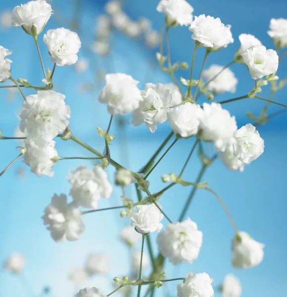 White flowers — Stock Photo, Image