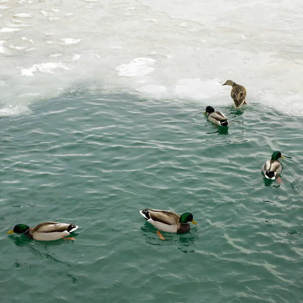 Patos no mar — Fotografia de Stock