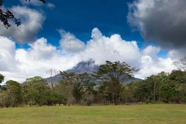 Las z wulkanu — Zdjęcie stockowe