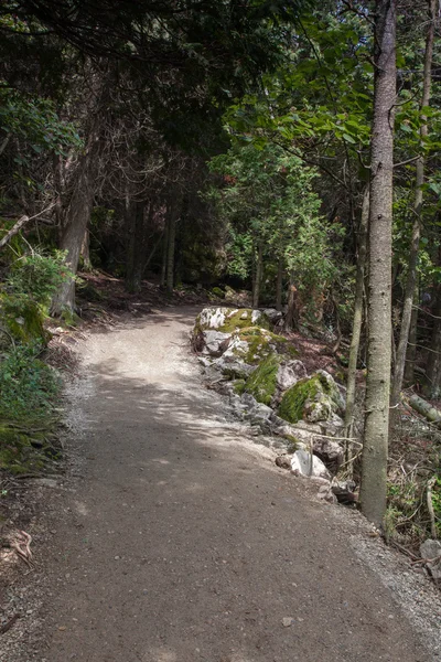 Sentiero che attraversa un bosco — Foto Stock