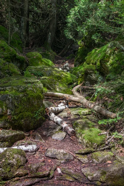 Alberi caduti in una foresta — Foto Stock