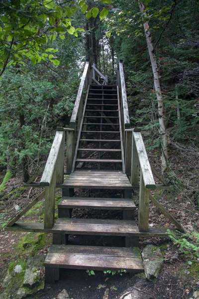 Escalier dans une forêt — Photo