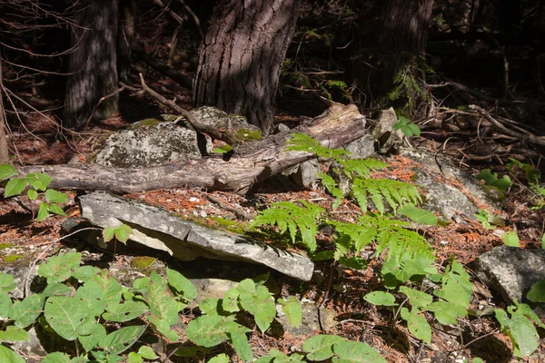 Umgestürzter Baum im Wald — Stockfoto