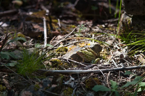 Żaba w lesie — Zdjęcie stockowe
