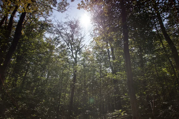 Árboles en un bosque — Foto de Stock