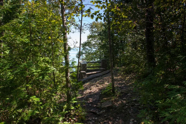 Árboles en un bosque —  Fotos de Stock