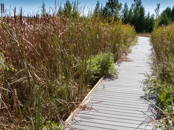 Boardwalk through marsh reeds — Stock Photo, Image