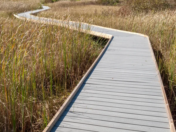 Boardwalk genom marsh vass — Stockfoto