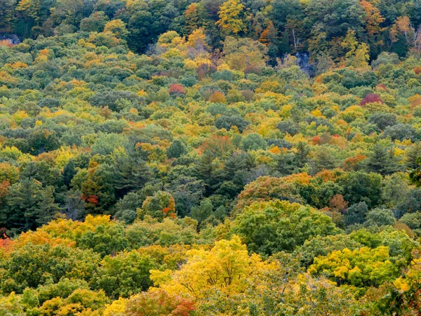 Herfstbos — Stockfoto