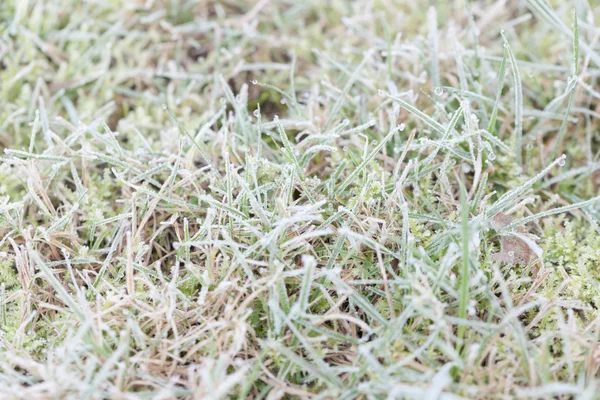 Dauwdruppels op gras — Stockfoto